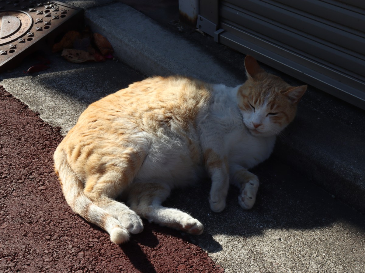 Một vòng quanh Tokyo&nbsp;(2)